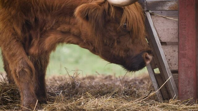 Scottish Highland cattle is feeding