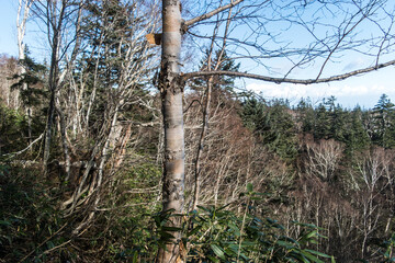 Fototapeta premium 登山道