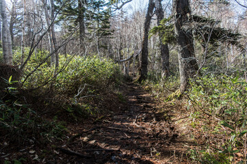 Obraz premium 登山道