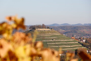 Vineyards in Autumn, View from the Wartberg, Heilbronn, Baden-Württemberg, Germany, Europe