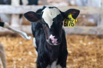 Calf in a straw pen on a dairy farm