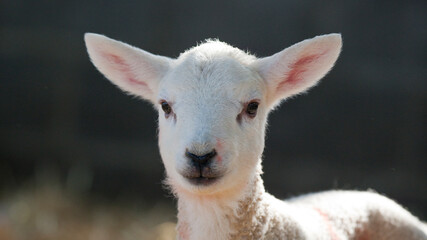 Fototapeta premium New born Lleyn lamb at lambing time
