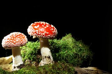 Mushroom fly agaric at the dark, black backround, growing in the moss.  English name is Fly agaric, in latin Amanita muscaria. Toxic species with hallucination effect. 