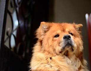 dog Chow-chow
