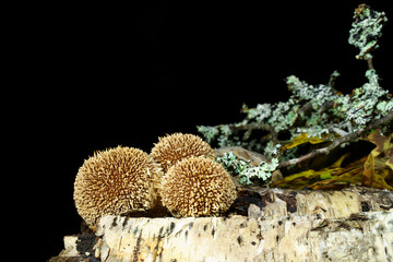 Mushrooms on the dark background on the wood overgrowned by moss. Mushroom species is the spiny puffball also known as spring puffball. Latin name is Lycoperdon echinatum. Eldible  but no good quality