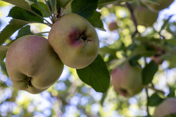 Fresh apples growing on a fruit tree