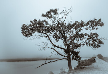 The Tree in the Fog