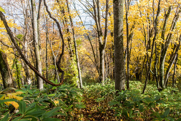 Fototapeta premium 山の紅葉