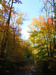 Fototapeta premium walking through shenandoah park at sunset