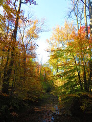 walking through shenandoah park at sunset