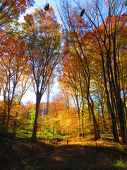 walking through shenandoah park at sunset