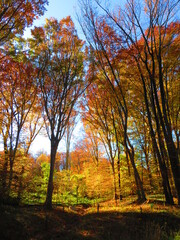 Fototapeta premium walking through shenandoah park at sunset