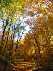 walking through shenandoah park at sunset
