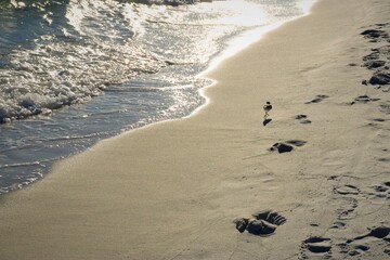 A lone seabird walks along the sand of the beach along the tidal wave, human footprints in the sand