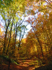 walking through shenandoah park at sunset
