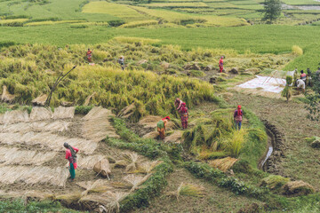 Namo Buddha, Nepal - September 20, 2020: Nepali farmers in field harvesting rice crops. Rice...
