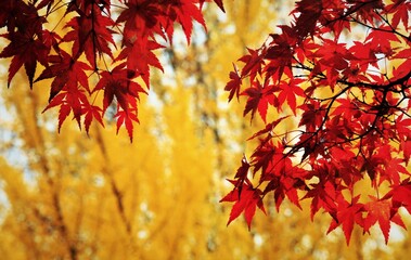 モミジの紅葉