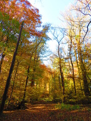 walking through shenandoah park at sunset