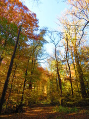 walking through shenandoah park at sunset