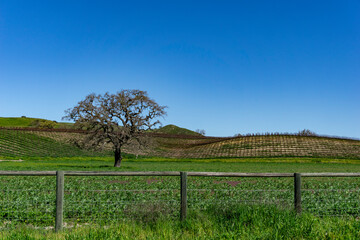 Fototapeta na wymiar Fenced vineyard in the country
