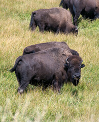 Buffalo eating lunch with his herd inside Yellowstone National park USA 