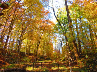 walking through shenandoah park at sunset