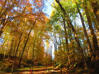 walking through shenandoah park at sunset