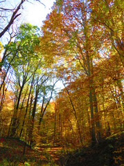 walking through shenandoah park at sunset