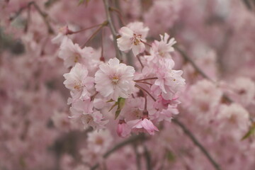 Obraz premium 満開の桜の木の枝のアップ