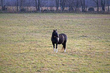 black horse in the field