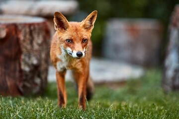 Wild red fox coming to a countryside backyard from the woods in the evening