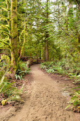 Beautiful View of a pathway Trail in the Rain Forest. Taken in MacMillan Provincial Park, Vancouver Island, British Columbia, Canada.