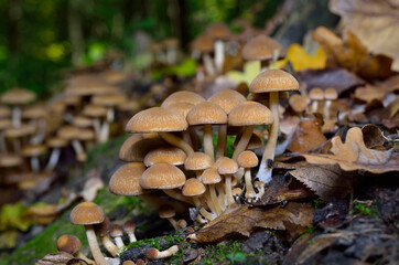 Inedible, mushrooms grow in the autumn forest