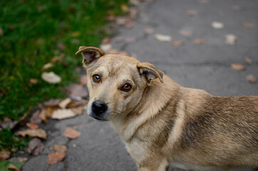A stray dog on the street looks with sad eyes