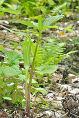 Obraz premium Blooming plant dragon-root (Arisaema amurensis)