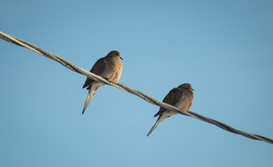 Two Mourning Doves On A Frosty Telephone Wire