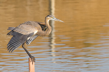 Great blue heron in beautiful light, seen in a North California marsh