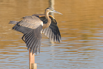 Great blue heron in beautiful light, seen in a North California marsh