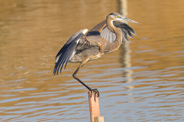 Great blue heron in beautiful light, seen in a North California marsh