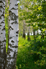 White trunks of birch trees in a green grove in summer