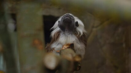 Cotton-top tamarin is sitting on a tree branch