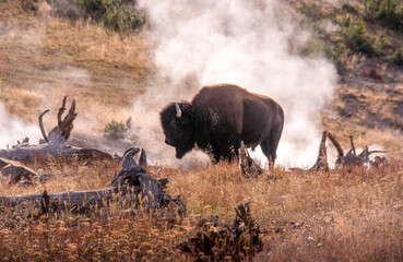 a Buffalo in Yellowstone  National park USA, stands in warm steam at a geothermal site 