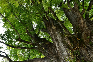 飛騨高山の秋　(HIDA TAKAYAMA）