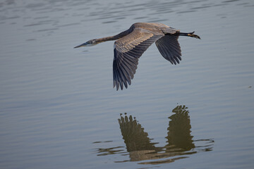 Close view of a Great blue heron flying in the wild in North California 