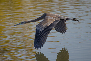 Close view of a Great blue heron flying in the wild in North California 