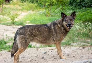 Big stray dog