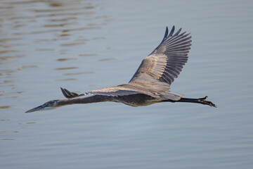 Close view of a Great blue heron flying in the wild in North California 