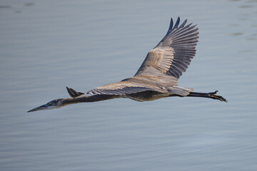 Close view of a Great blue heron flying in the wild in North California 