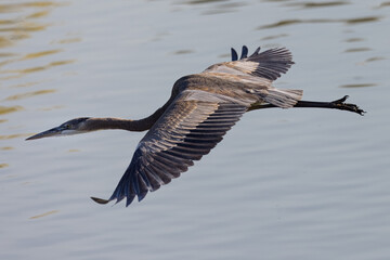 Close view of a Great blue heron flying in the wild in North California 