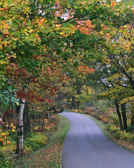 Naklejka premium autumn on a forest park road